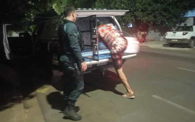 Nem muro segurou: PM pega escada, pula muro de residência e prende foragido com mandado ligado à Lei Maria da Penha em Três Lagoas