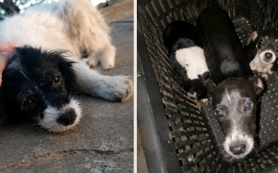 VEJA O VÍDEO: Bairro Jupiá vira ponto de abandonos de animais e protetoras denunciam novos casos  em Três Lagoas