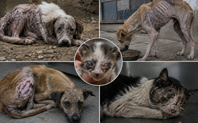 VEJA O VÍDEO: Causa animal grita por socorro: Protetoras dizem estar sem apoio e mandam recado a Cassiano Maia: “Prefeito, olhe por esses animais!”