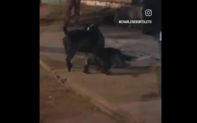 Vídeo mostrando ataque de dois pitbulls a cachorro na região dos “predinhos” reacende alerta em Três Lagoas