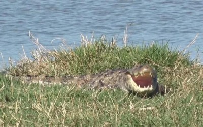 Alerta na Lagoa Maior de Três Lagoas: Jacaré é flagrado e presença do animal exige cuidados de quem caminha pelo local
