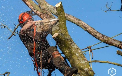   Você sabe se pode cortar uma árvore da sua casa ou comércio: Veja o que diz a lei em Três Lagoas