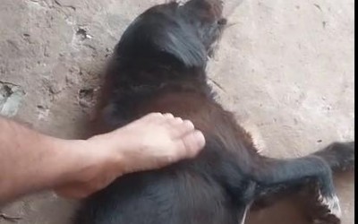 VEJA O VÍDEO: Cachorro “Moisés que protegeu criança em ataque violento de Pitbulls no Novo Oeste se recupera e agora busca um tutor para ter um novo lar em Três Lagoas     