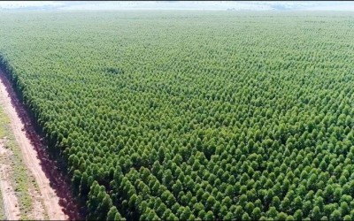 Três Lagoas vira gigante do eucalipto: Cidade é a 2º do Brasil em florestas plantadas com 348,1 mil hectares