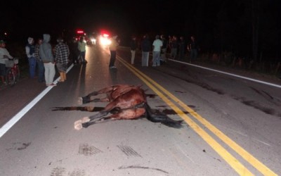 Condutor de cavalo morre na BR-158 após se envolver em acidente com carro