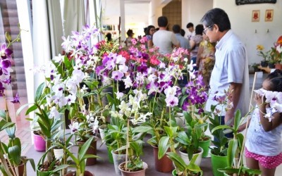 Exposição do Orquidário Santa Ana trará novas cores de orquídeas  