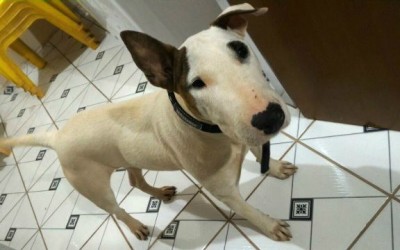 Cachorra da raça Bull Terrier é encontrada perto do aeroporto de Três Lagoas 