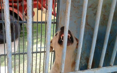 Cachorro que tentou atacar família é capturado pelos bombeiros 
