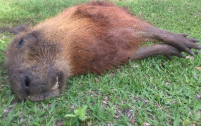 Capivara é encontrada morta na Lagoa Maior, em Três Lagoas 