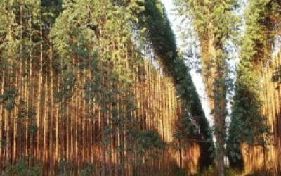 Imasul precisa investir R$ 24,5 milhões  em áreas de conservação de Três Lagoas