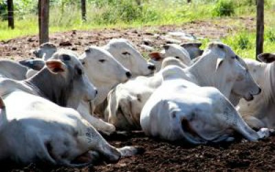 Começa 2ª etapa de vacinação contra aftosa