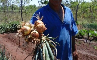 Agraer de Três Lagoas incentiva a cultura da cebola no Assentamento 20 de Março