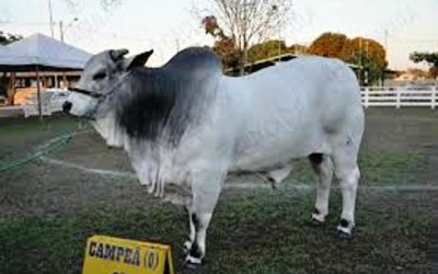 39ª edição da Expotrês começou hoje e conta com exposição de animais 