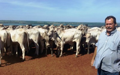 Diversificação da linhagem faz da fazenda Barra do Sucuriú ser destaque na venda de nelore P.O