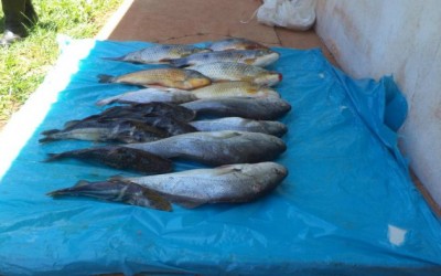 Feirante é multado em R$ 1,5 mil pela PMA por comércio ilegal de peixes