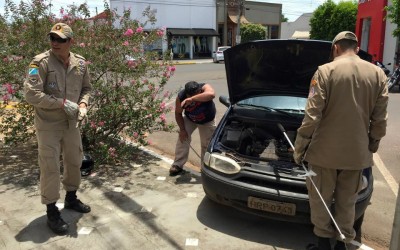 Cobra aparece em carro e assusta comerciantes da área central de Três Lagoas 