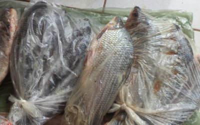 Pescador três-lagoense é multado em R$ 1.300 pela PMA