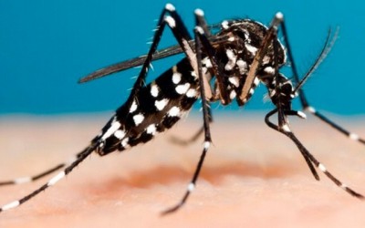 Vigilância divulga boletim de monitoramento de casos de Dengue