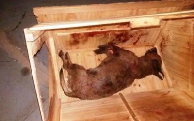 Enfurecida, Pit Bull ataca e mata 'vira lata' no bairro Jardim Alvorada