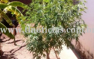 Homem é preso por cultivar pés de maconha de aproximadamente 2 metros