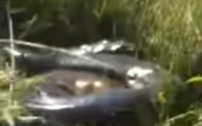PMA confirma aparição de sucuri gigante em rio de Três Lagoas 