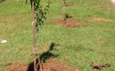 Distrito de Arapuá recebe plantio de árvores pelo Projeto “Áreas Mais Verdes”