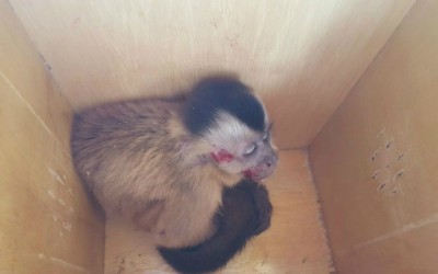 Em Três Lagoas, motorista salva macaco-prego atropelado