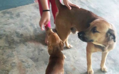 Cachorro que protegeu Arthur morre após criança ser encontrada pela polícia