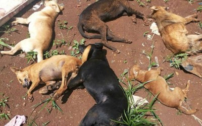 Moradora encontra filhotes, cachorra  e gato mortos por envenenamento