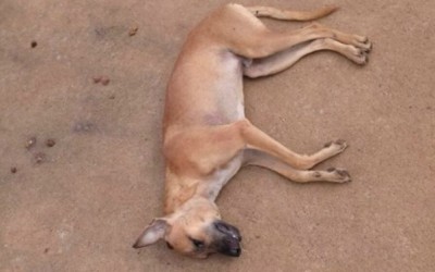 Cachorro é morto com pauladas na cabeça; acusado é vendedor de picolés 