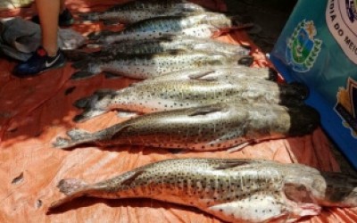 PMA autua 51 pessoas e apreende 937 quilos de pescado em três meses