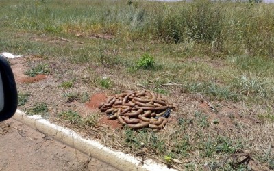 Funcionária registra boletim de ocorrência após descarte de alimentos próximo ao aeroporto