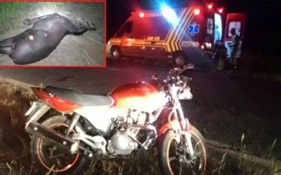 Casal em moto fica ferido ao atropelar anta em Três Lagoas