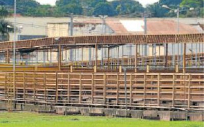 Com suspensão de abates, gado fica sem preço em Mato Grosso do Sul