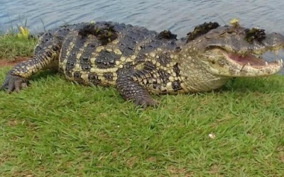 Risco à população, jacarés podem ser retirados da Lagoa Maior