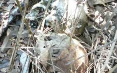 Ossadas humanas são encontradas pelo Exército durante treinamento