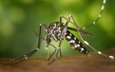 Monitoramento mostra redução nos casos notificados de Dengue, mas trabalhos de combate continuam