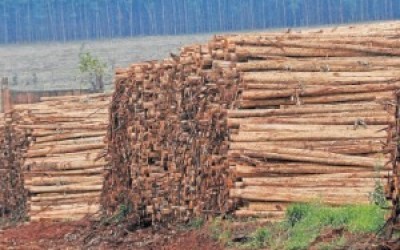 Setor florestal amarga queda  nos preços de até 30%