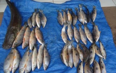 Paulistas são autuados em R$ 9,6 mil após serem flagrados com pescado ilegal