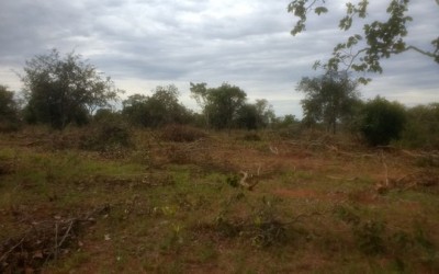 Fazendeiro de Três Lagoas é multado por desmatar mata nativa 
