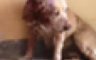 Suposto maus tratos contra animal vira caso de polícia 