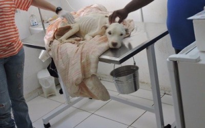 Pit Bull resgatada em situação de abandono foi diagnosticada com infecção grave