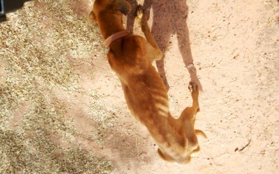 Homem acusado de maltratar cães é multado em R$ 3 mil
