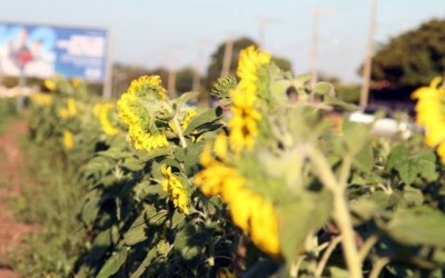 Girassóis florescem e avenida de Três Lagoas ganha nova paisagem