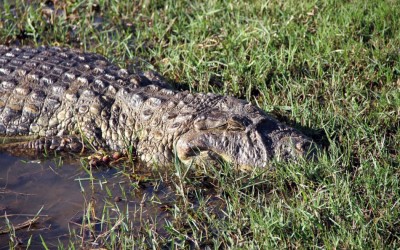 Jacarés da Lagoa Maior serão levados para Reserva Natural