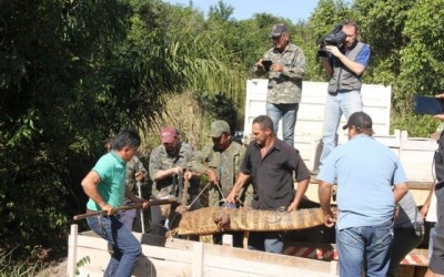 Três, dos 15 jacarés da Lagoa Maior, são levados para Reserva Natural de Cisalpina