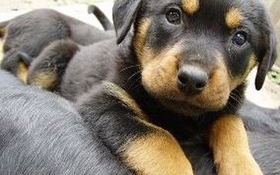 Homem pula muro de residência e furta filhote de Rottweiler