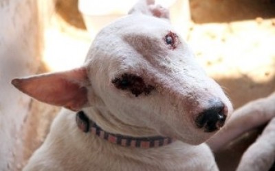 CCZ realiza ações de bloqueio para prevenir avanço da leishmaniose