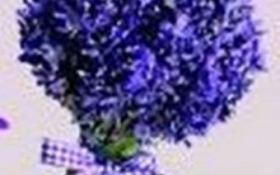 Campanha “Agosto Lilás” será oficialmente lançada nesta sexta-feira