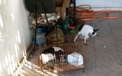 Veterinária de Três Lagoas pode ser indiciada por maus-tratos a animais. Veja vídeo